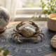 23 czerwca jaki znak zodiaku